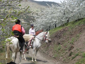 granada paseo a caballo