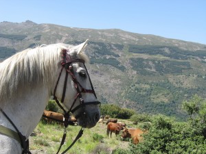 rutas a caballo granada