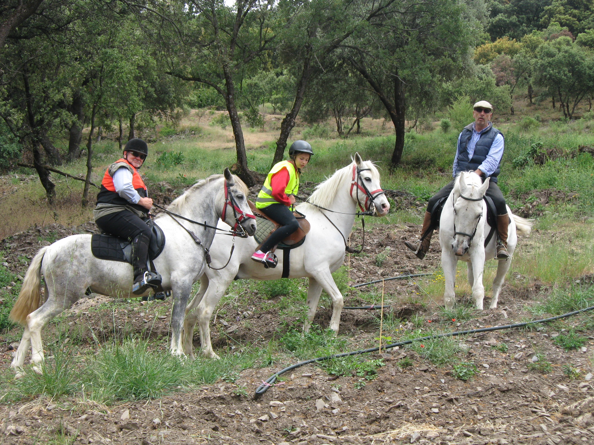 Sierra nevada. Caballos